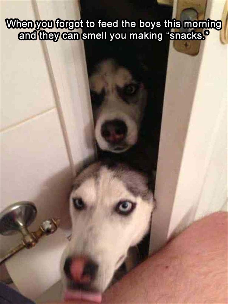 Funny Animal Pictures - 18 Images