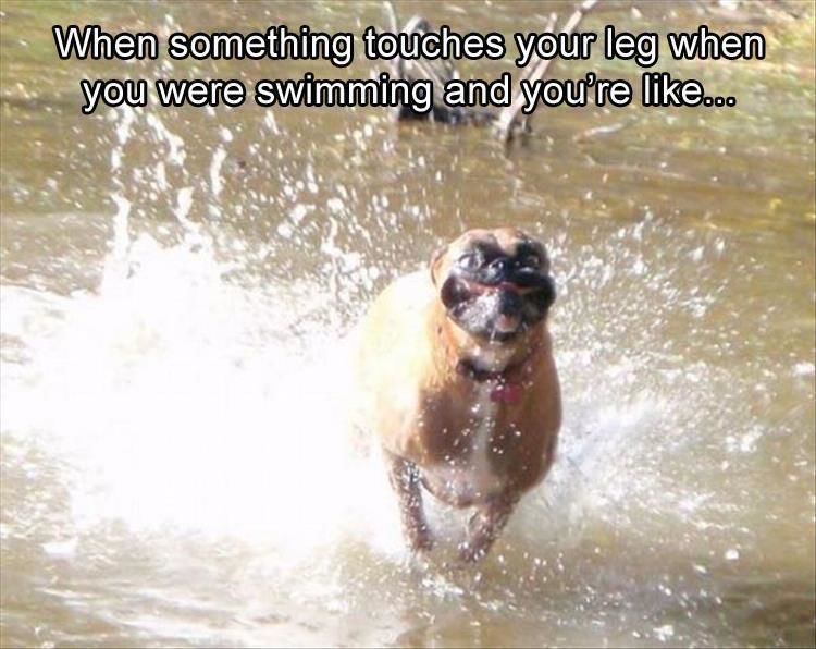 Funny Animal Pictures Of The Day - 33 Images