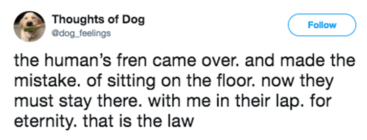 Thoughts Of Dog Is One Of The Funniest Twitter Pages Ever