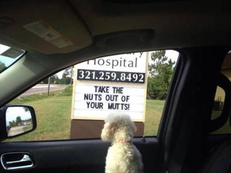 Veterinarians Are The Comedians Of The Doctor World 20 Pics