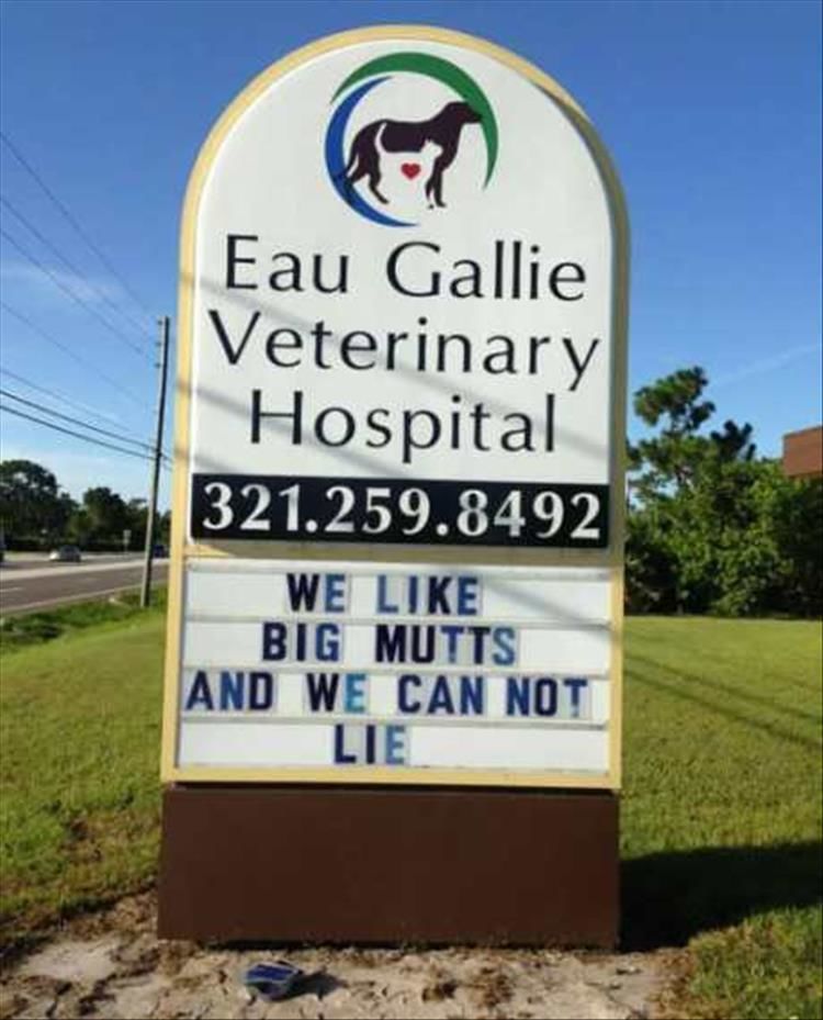 Veterinarians Are The Comedians Of The Doctor World 20 Pics