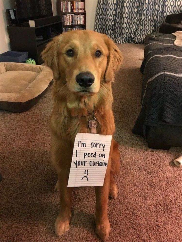 Funny Animal Pictures of the Day - 29 Total Pictures