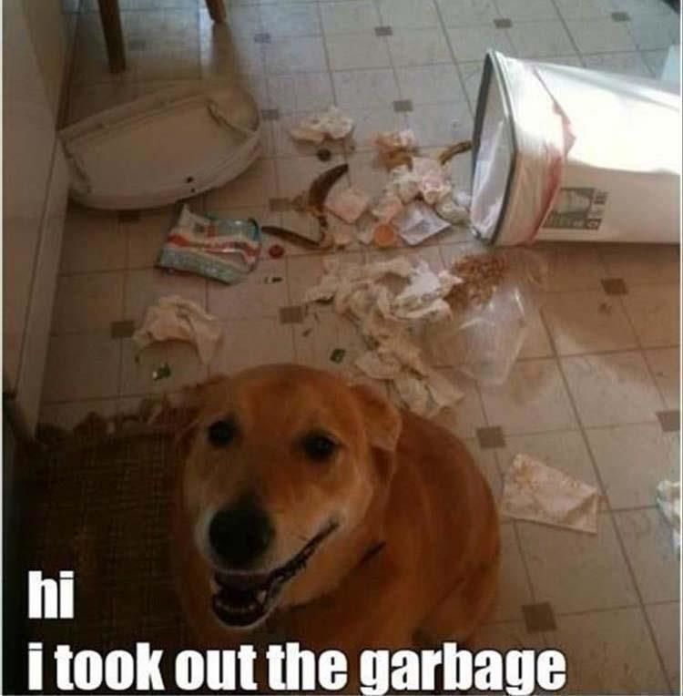 Funny Animal Pictures of the Day - 24 Total Pictures