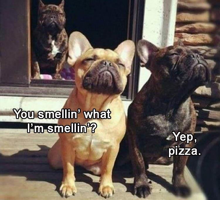 Funny Animal Pictures - 13 Images