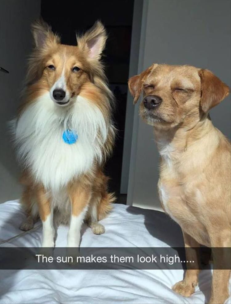 Funny Animal Pictures Of The Day - 19 Images
