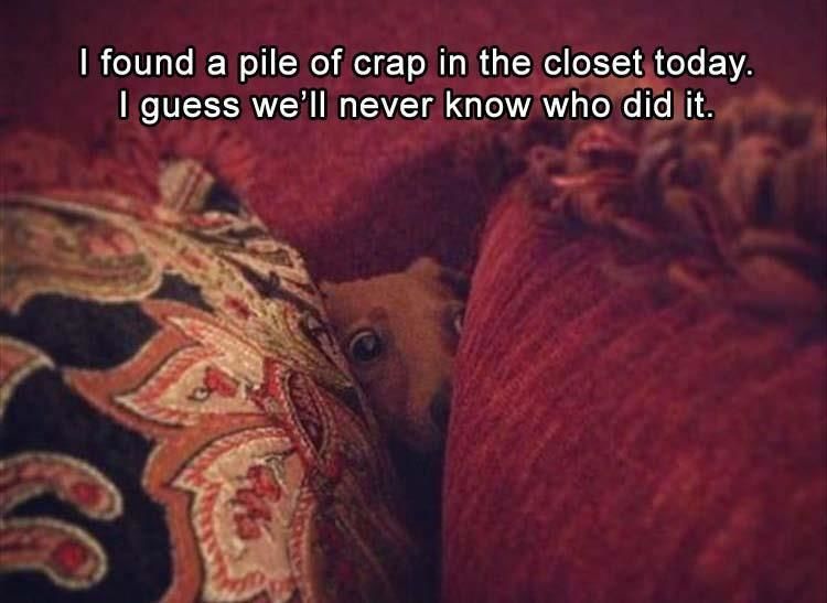 Funny Animal Pictures - 22 Images