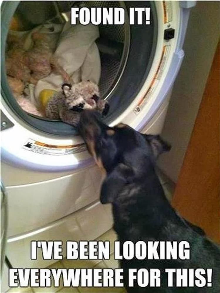 Funny Animal Pictures - 22 Images