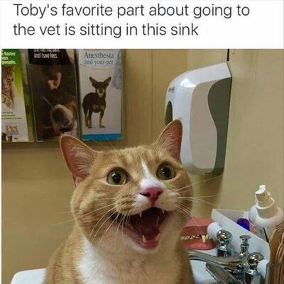 19 Funny Animal Pictures