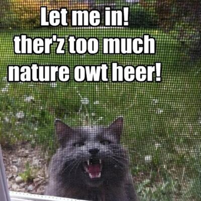 19 Funny Animal Pictures