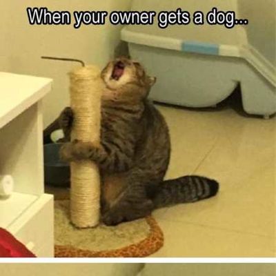 37 Of The Best Funny Animal Pictures Ever