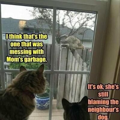 56 Funny Animal Pictures