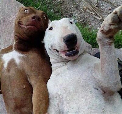 Animal Selfies Are Often The Best Selfies
