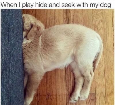 Funny Animal Memes Of The Day 16 Pics