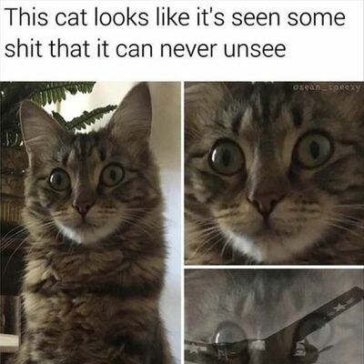 Funny Animal Memes Of The Day 22 Pics