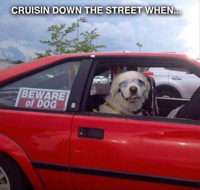 Funny Animal Pictures Of The Day - 11 Images
