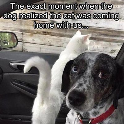 Funny Animal Pictures Of The Day - 16 Images