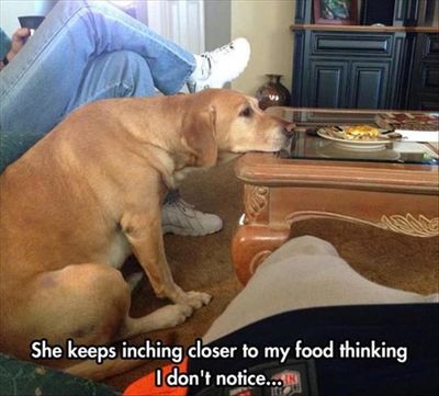 Funny Animal Pictures Of The Day - 17 Images