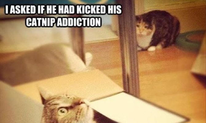Funny Animal Pictures Of The Day - 21 images