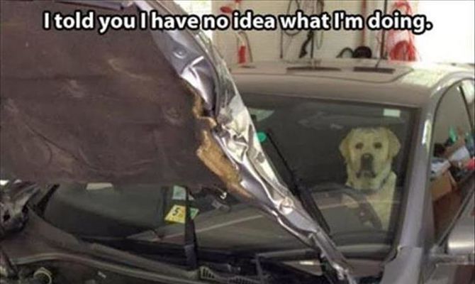 Funny Animal Pictures Of The Day - 25 Images