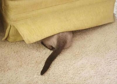 Pets Who Are Not Good At Playing Hide And Seek