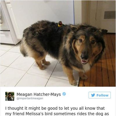 The Funniest Twitter Quotes About Dogs