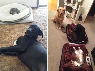 The Only Thing Cats Like Better Than Boxes, Are Dog Beds 21 Pics